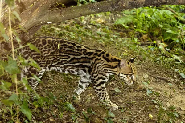 Ocelot, Small South American feline, the central america, Belize, Costa Rica, Brazil. — Stock Photo, Image