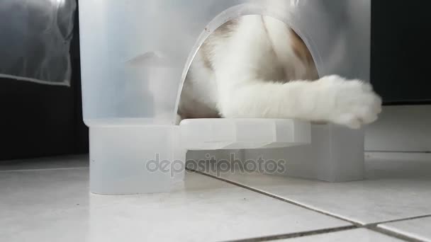 Cat puppy playing inside a plastic basket. — Stock Video