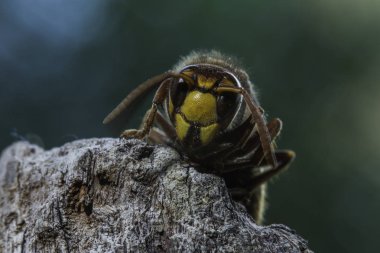 Avrupa hornet en büyük eusocial yaban arısı olduğunu 