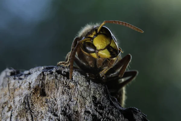 Avrupa hornet en büyük eusocial yaban arısı olduğunu 