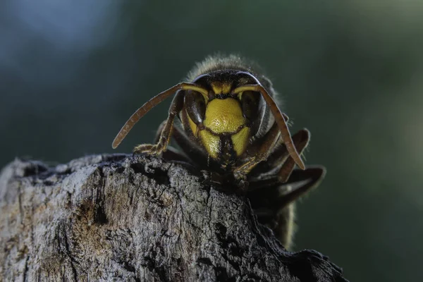Avrupa hornet en büyük eusocial yaban arısı olduğunu 