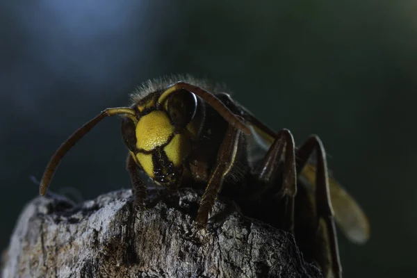 Sršeň obecná je největší eusocial vosa — Stock fotografie