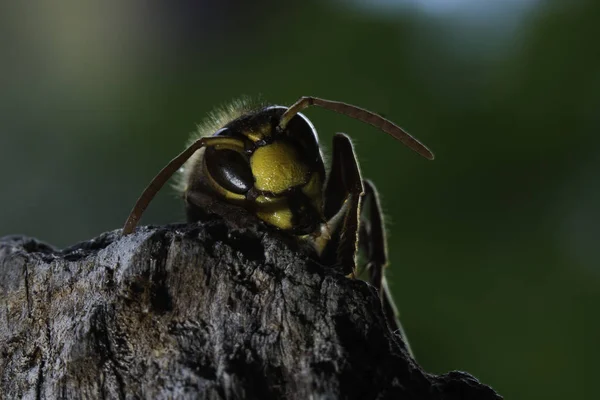 Avrupa hornet en büyük eusocial yaban arısı olduğunu — Stok fotoğraf