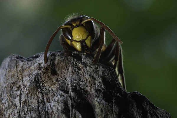 Avrupa hornet en büyük eusocial yaban arısı olduğunu 