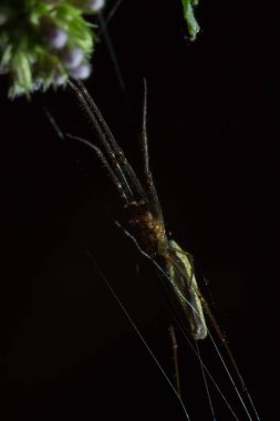 Tetragnatha örümcekler bir cinsidir 