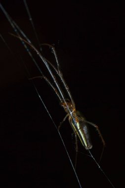 Tetragnatha örümcekler bir cinsidir 