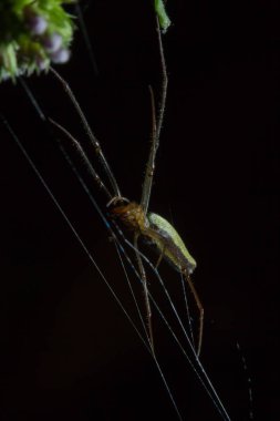 Tetragnatha örümcekler bir cinsidir 