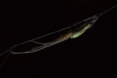 Tetragnatha örümcekler bir cinsidir 