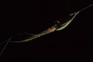 Tetragnatha örümcekler bir cinsidir 