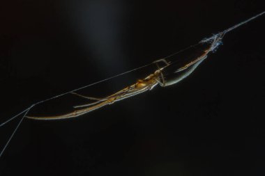 Tetragnatha örümcekler bir cinsidir 