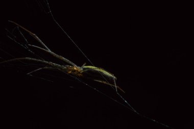 Tetragnatha örümcekler bir cinsidir 