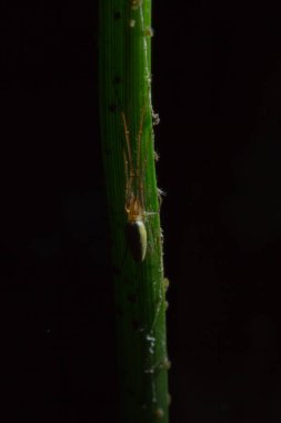 Tetragnatha örümcekler bir cinsidir 