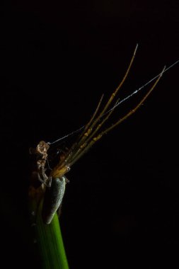 Tetragnatha örümcekler bir cinsidir 