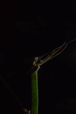 Tetragnatha örümcekler bir cinsidir 