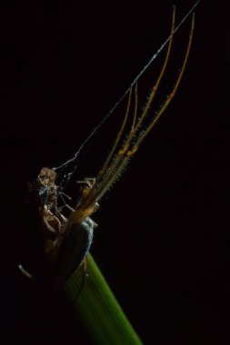 Tetragnatha örümcekler bir cinsidir 