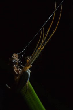 Tetragnatha örümcekler bir cinsidir 