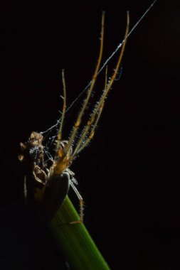 Tetragnatha örümcekler bir cinsidir 