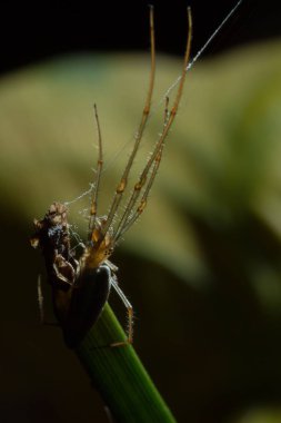 Tetragnatha örümcekler bir cinsidir 