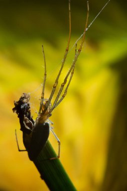Tetragnatha örümcekler bir cinsidir 