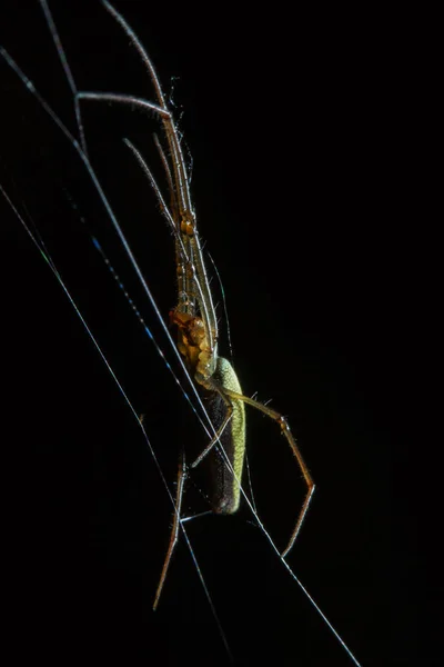 Tetragnatha è un genere di ragni — Foto Stock