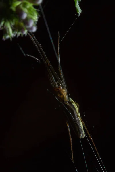 Tetragnatha είναι ένα γένος από αράχνες — Φωτογραφία Αρχείου