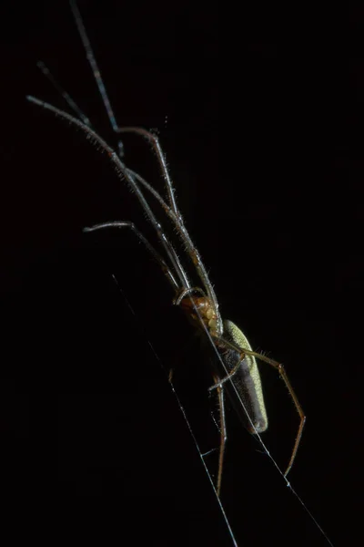 Tetragnatha är ett släkte av spindlar — Stockfoto