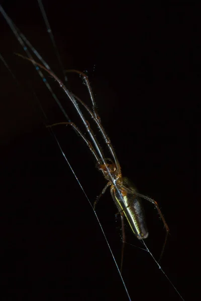 Tetragnatha örümcekler bir cinsidir — Stok fotoğraf