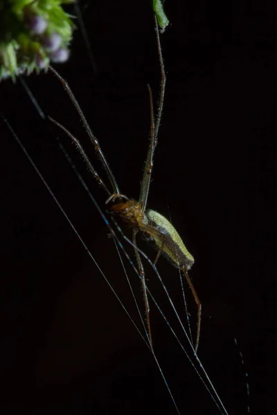 Tetragnatha est un genre d'araignées — Photo