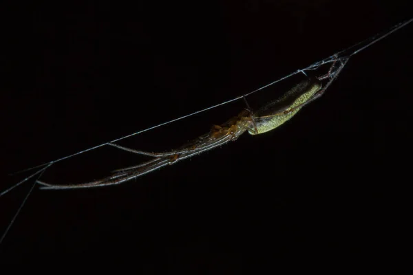 Tetragnatha är ett släkte av spindlar — Stockfoto