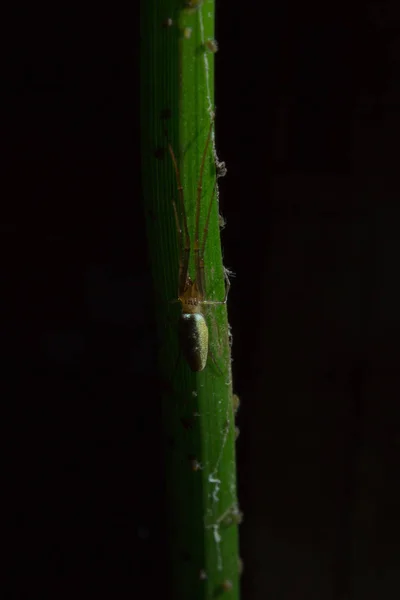 Tetragnatha örümcekler bir cinsidir — Stok fotoğraf