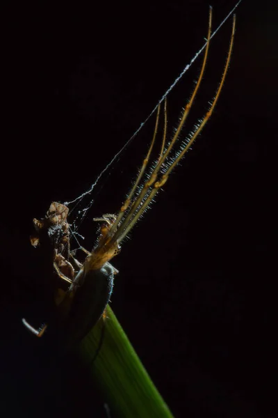 Tetragnatha είναι ένα γένος από αράχνες — Φωτογραφία Αρχείου