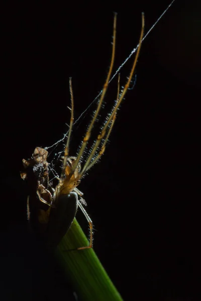 Tetragnatha είναι ένα γένος από αράχνες — Φωτογραφία Αρχείου