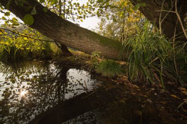 adda parkta yalancı akasya orman