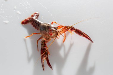 Kırmızı bataklık kerevit