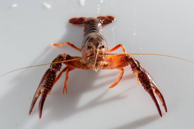 Kırmızı bataklık kerevit