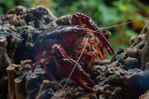 Red swamp crawfish — Stock Photo, Image