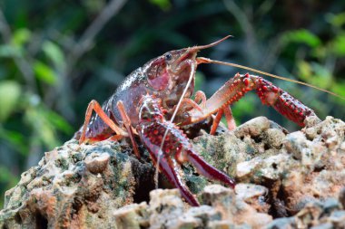 Kırmızı bataklık kerevit