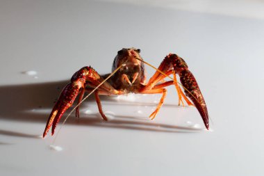 Kırmızı bataklık kerevit