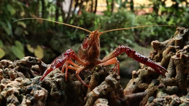 Pez Langostino Marisco Rojo Procambarus Clarkii Una Especie Cangrejo Agua — Vídeo de stock