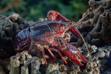 Kırmızı bataklık kerevit