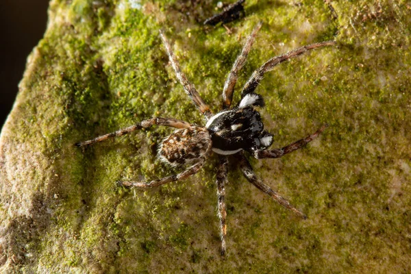 Skákající Pavouci Jsou Skupina Pavouků Kteří Tvoří Rodinu Salticidae — Stock fotografie