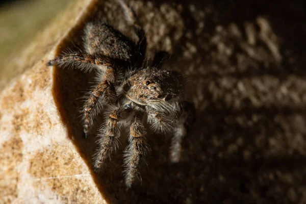 Ugráló Pókok Salticidae Családot Alkotó Pókok Csoportja — Stock Fotó