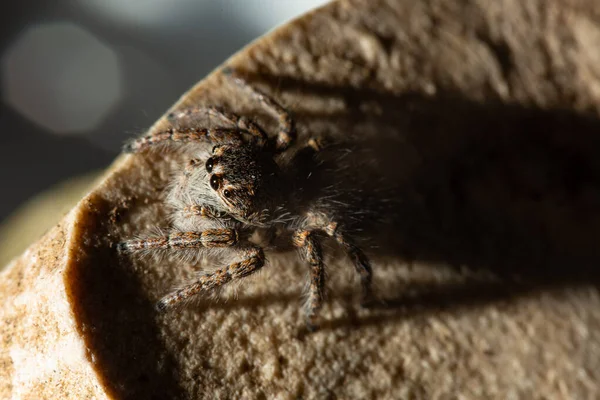 Ugráló Pókok Salticidae Családot Alkotó Pókok Csoportja — Stock Fotó