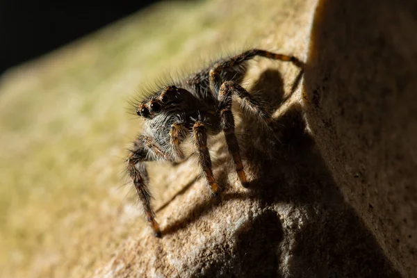 Ugráló Pókok Salticidae Családot Alkotó Pókok Csoportja — Stock Fotó