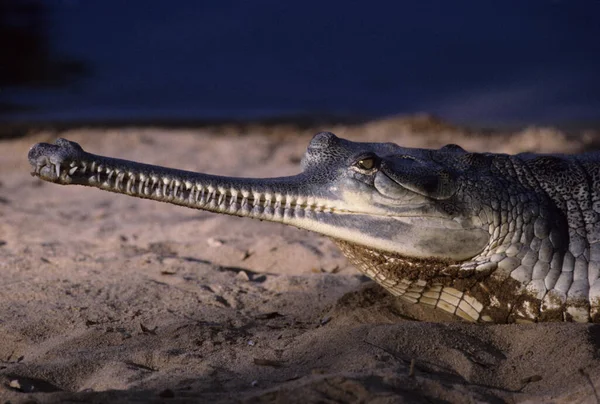 Gharial (Gavialis gangeticus) balık yeme, Chitwan Ulusal Parkı, Terai, Nepal, UNESCO Mirası