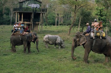 Hindistan gergedanı, Chitwan Ulusal Parkı, Terai, Nepal, UNESCO Mirası