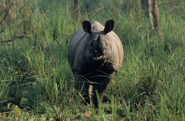 Indian Rinoceros Chitwan National Park Terai Nepal Unesco Heritage — стокове фото