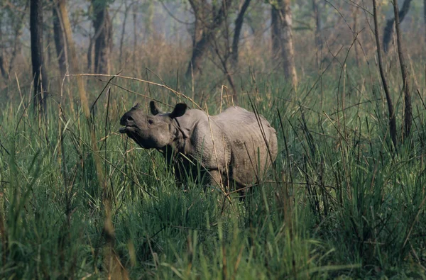 Indian Rinoceros Chitwan National Park Terai Nepal Unesco Heritage — стокове фото