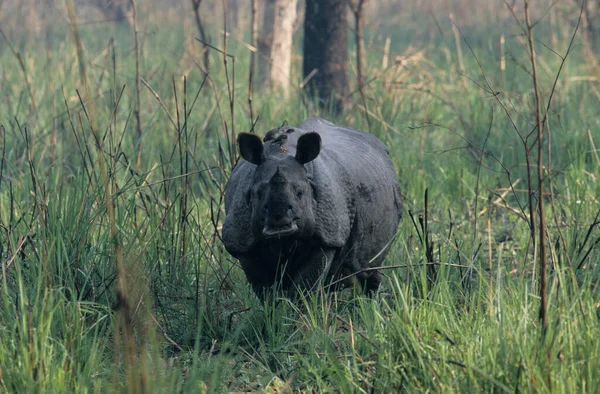 Hindistan Gergedanı Chitwan Ulusal Parkı Terai Nepal Unesco Mirası — Stok fotoğraf