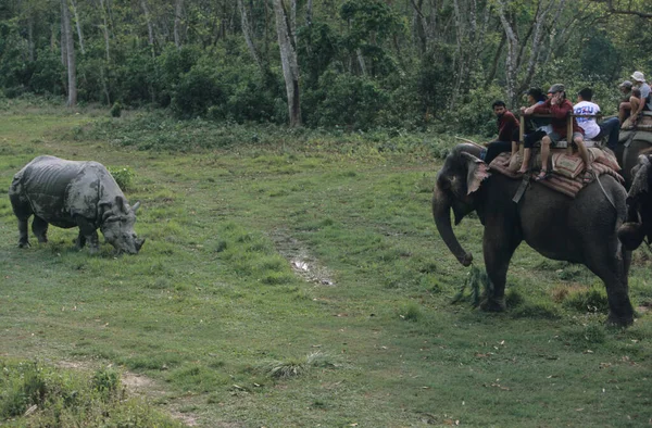 Indian Rinoceros Chitwan National Park Terai Nepal Unesco Heritage — Stock Photo, Image